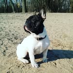 Barrygram - @barry_frenchie - Instagram