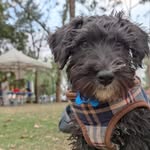 Barry Gum - ScottishTerrier - @barry.gum.perrijo - Instagram