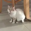 bar😺 - @barhalpern - TikTok