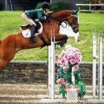 Hess Equine Jumper Sales - @barryhess1 - Instagram