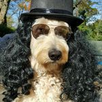Barry Hooper - @hoopdawgie - Instagram