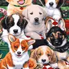 barry house - @barry.dog.house - TikTok