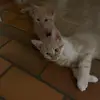Jack and Barry - @jack.barry.brother.2020 - TikTok