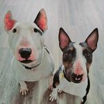 Gunny & Barry Jenkins, IV - @gunnyandbarry.bullterriers - Instagram
