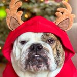 Barry Kidwell - @barrythebully_ - Instagram