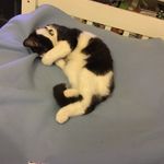 Barry_Klaus_Bella - @barry_is_cute_05 - Instagram