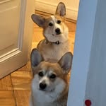 Barry & Koby🐾🐶 - @barry.koby.corgis - Instagram