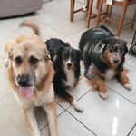 Iris, Barry & Lacey - @3furociouspups - Instagram