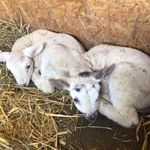 Barry & Larry - @larryandbarrythelambs - Instagram