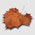 Barry🍂 - @barry_the_leaf - Instagram
