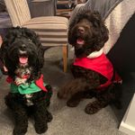 Barry&Lottie - @barry_lottie_sproodle - Instagram