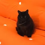 Barry the good luck black cat - @barryboy_2022 - Instagram