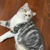 The giant meow🐈🐈 - @barryluckynhappy - TikTok