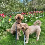 Barry and Mabel - @adventures.with.barryandmabel - Instagram