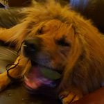 Barry MacFarlane - @dexterdogadventures - Instagram