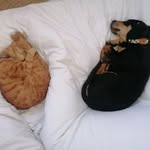 Zuzu and Barry Maier - @z_and_barry - Instagram