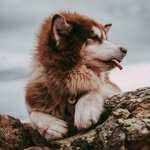 Alaskan malamute Barry - @barry_malamute - Instagram
