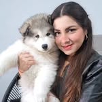 Barry 🐺 mi Alaskan Malamute - @maricarmen7cc - Instagram