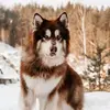 user2901276632272 - @barry_malamute - TikTok
