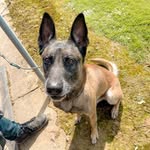 B A R R Y 🐾 - @barry_malinoisshepherd - Instagram