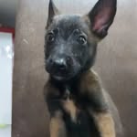 @barry_malinois23 - Instagram