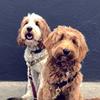 barryandmaple - @barryandmaple - TikTok