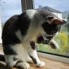 Marble Cat - @marblebarry - TikTok
