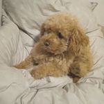 Barry Marquez🐩 - @barry__okk - Instagram