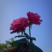 Milton Baroi - Facebook