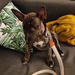Barry - @barry_minibull - Instagram