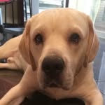 Barry the Dog - @barry_mini_labrador - Instagram