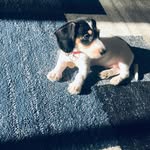 Barry the Mini Dachshund - @barryminidoxie - Instagram