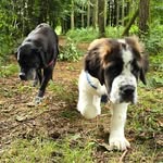 Barry&Molly&Loki - @barry_molly_loki - Instagram