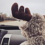 barry - @barry_moose_things - Instagram