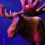 Barry Da Moose - @barrydamoose - Instagram