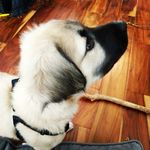 Barry Fluffy Moose Caboose - @mooseasmuse - Instagram