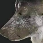 Barry Moose - @barry.moose.524 - Instagram
