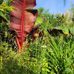 barry.murphy.gardening - @barry.murphy.gardening - Instagram