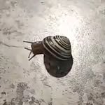 barry s. nail - @barry_thee_snail - Instagram