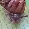 Barry_the_housesnail - @barry_the_housesnail - TikTok