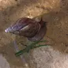 barry.the.land.snail - @barry.the.land.snail - TikTok