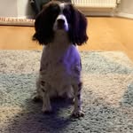 @barry_island_nessa_and_family_ - Instagram