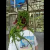 barrynollen - @barrynollen - TikTok