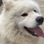 Barry-Leclerc North 🇧🇬/🇷🇺 - @the.samoyed.barry - Instagram