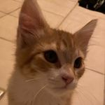 Barry - @barry_the_orange_cat - Instagram