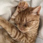 Barry - @little.orange.barry - Instagram