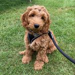 Barry Orgill - @barry_thecockapoo - Instagram
