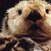 Barry Otter - Facebook
