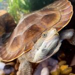 squirtle barry overton - @squirthe_turtle - Instagram