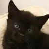 angus Barry phoenix. - @mybabbykittens.foreveran - TikTok